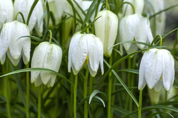 Beyaz Bahçe flowersbell — Stok fotoğraf