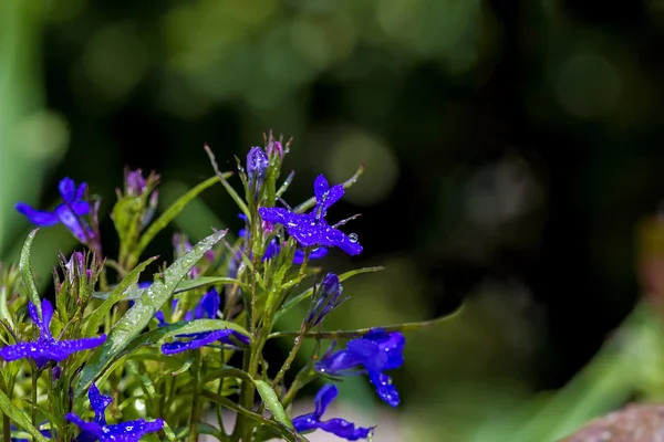 緑の背景に花が咲き — ストック写真