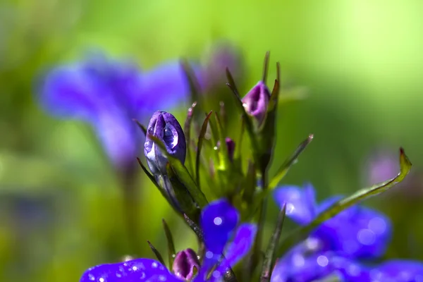 Blå blomma närbild — Stockfoto