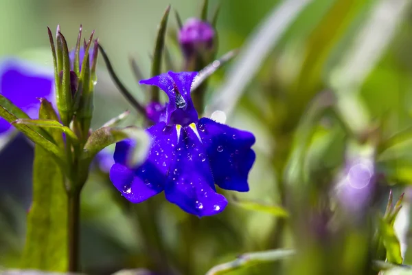 Blomma med daggdroppar — Stockfoto