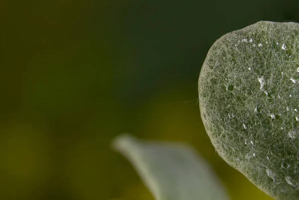 As folhas — Fotografia de Stock