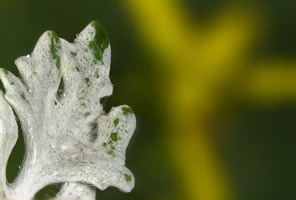 Las hojas de las plantas — Foto de Stock