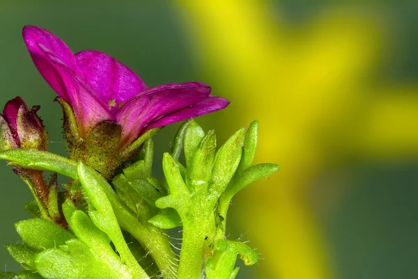 Flor roja —  Fotos de Stock