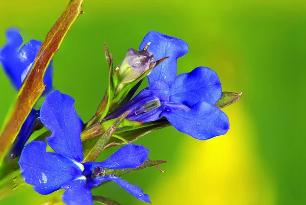 在一座绿色的蓝色花 — 图库照片