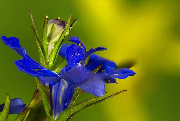 Blue flower Closeup — Stock Photo, Image