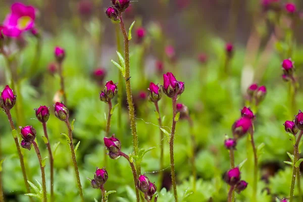 Flores de primavera — Fotografia de Stock