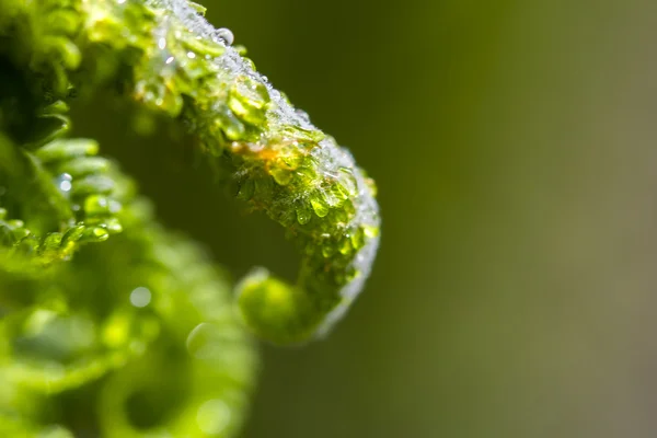 Ormbunke i nära — Stockfoto