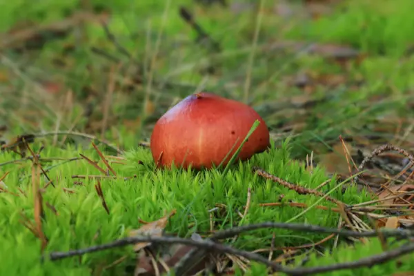 Cogumelos macro — Fotografia de Stock