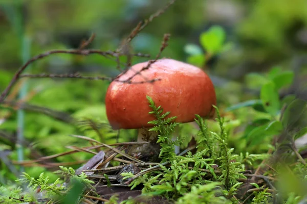 Macro mushrooms in autumn — Stock Photo, Image