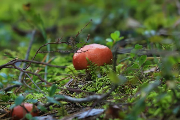 Mushroom cap — Stock Photo, Image