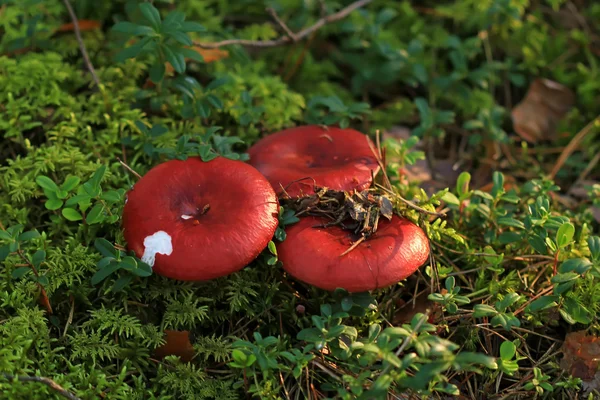 Paddestoelen in het najaar van — Stockfoto