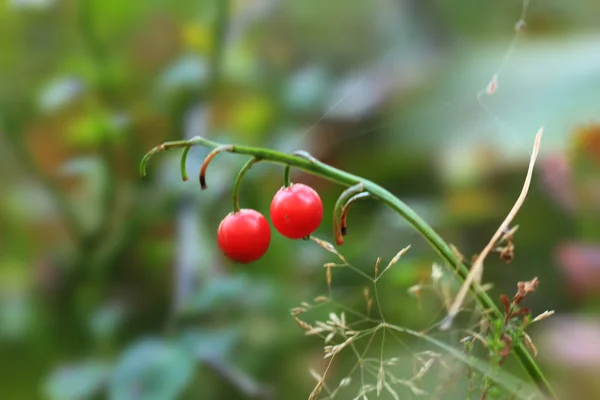 Forest fruits — Stock Photo, Image