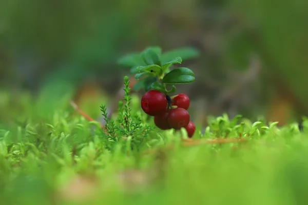 Červené plody v lese — Stock fotografie