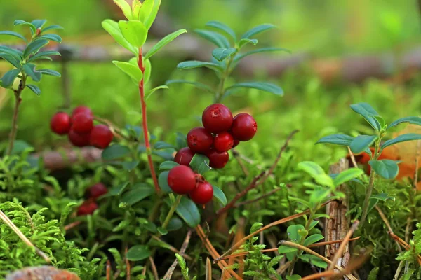 Wald in der Nähe — Stockfoto