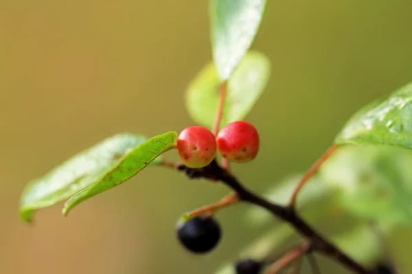 Macro rode vruchten — Stockfoto