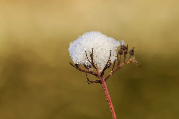 Planta congelada con nieve — Foto de Stock