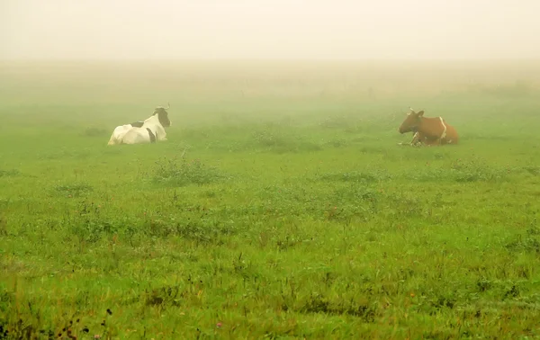 Kuh im Nebel — Stockfoto