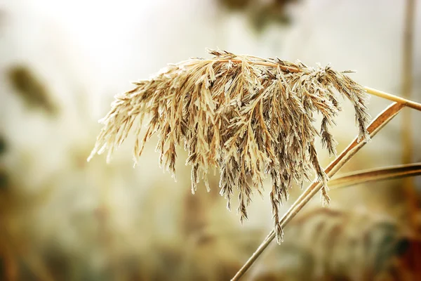 Ijs-plant — Stockfoto