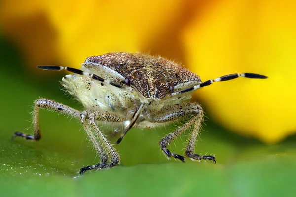 Kalın ve yeşil — Stok fotoğraf