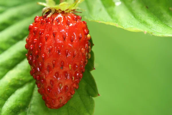 Garden strawberry — Stock Photo, Image