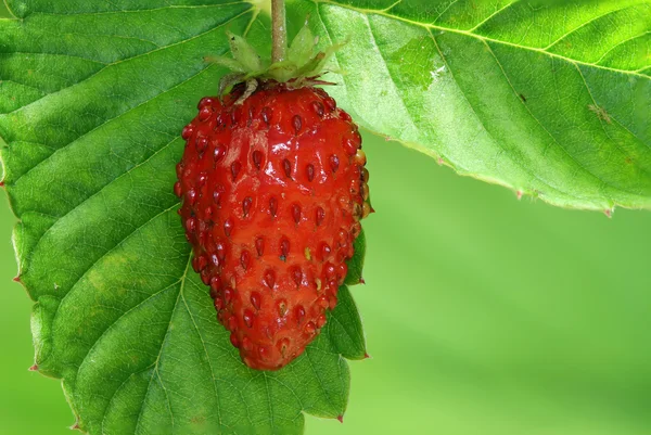 Strawberry close- — Stock Photo, Image