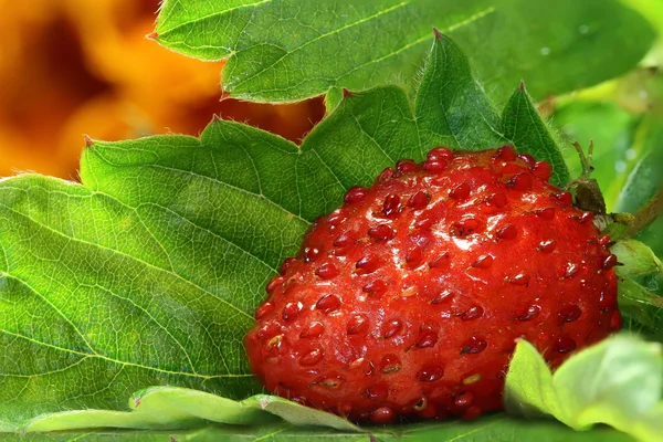 Daun strawberry — Stok Foto