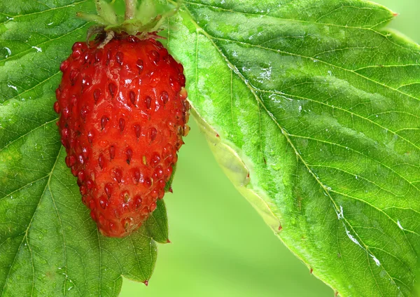 Delicious strawberry — Stock Photo, Image