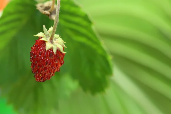 Strawberry with stalk — Stock Photo, Image
