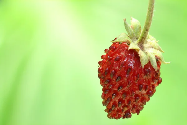 Macro red strwberry in the forest — Stok Foto