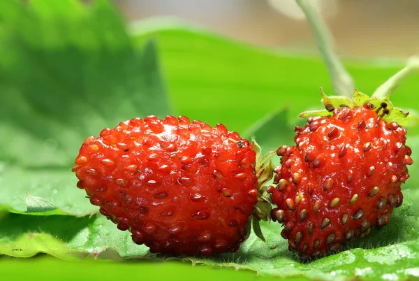 フォレスト内のマクロ strwberry — ストック写真