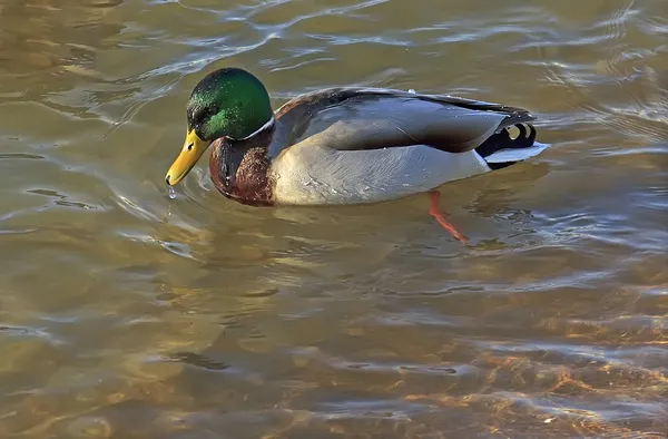 Duck in water — Stock Photo, Image