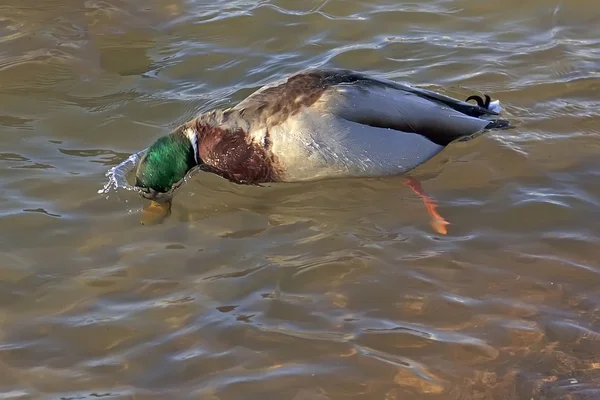 Canard dans l'eau froide — Photo