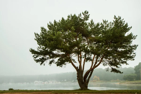 El lago al árbol —  Fotos de Stock