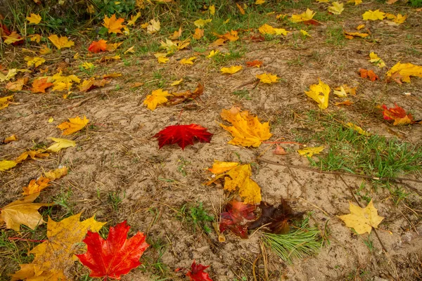 Colorful tree leaves — Stock Photo, Image