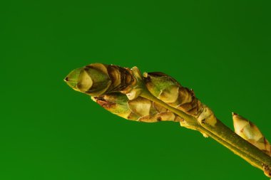 Makro genç bitki yeşil