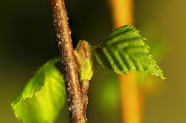 Yeşil makro bitkiler