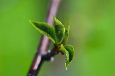 Makro genç yaprak yeşil