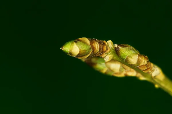 Junge Baumknospe — Stockfoto