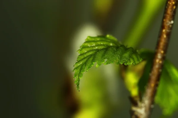 Молодий зелений лист — стокове фото