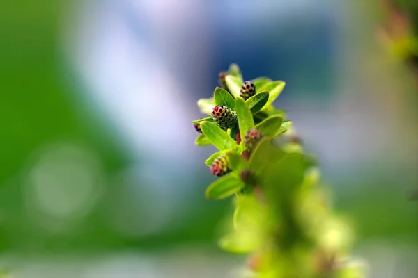 A small cone — Stock Photo, Image