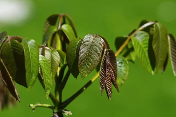 Macro hojas de primavera — Foto de Stock