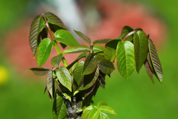 Macro young leaves — Stock Photo, Image