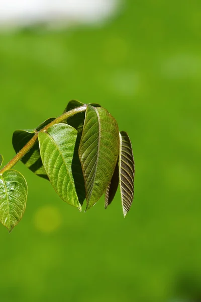 Macro leaves — Stock Photo, Image