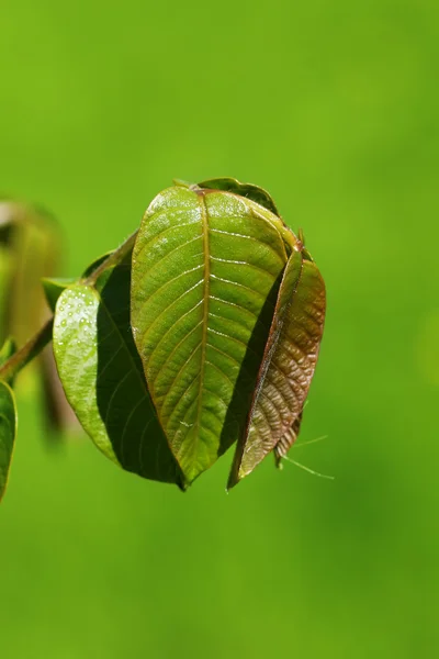 Leaves — Stock Photo, Image