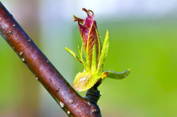 Pflanze im Frühjahr — Stockfoto