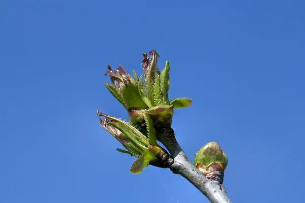 Macro jonge knop in blauw — Stockfoto