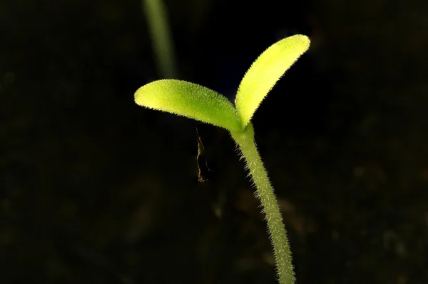 검은 잎 — 스톡 사진