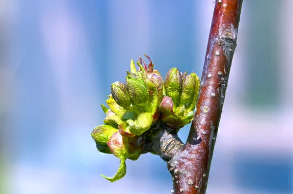 Brotes de primavera en rama de árbol —  Fotos de Stock