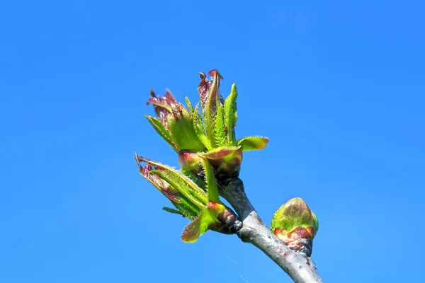 春季芽 — 图库照片