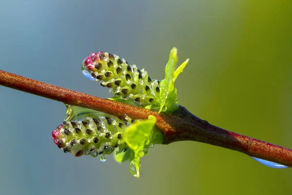 Macro young in spring — Stock Photo, Image